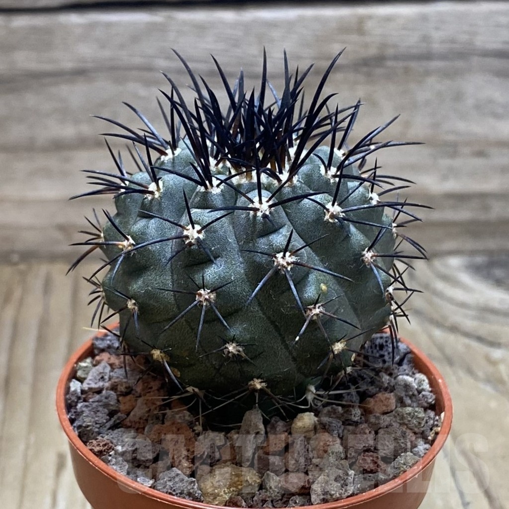 SH22047 Copiapoa calderana SL 19-24, grafted - Image 2