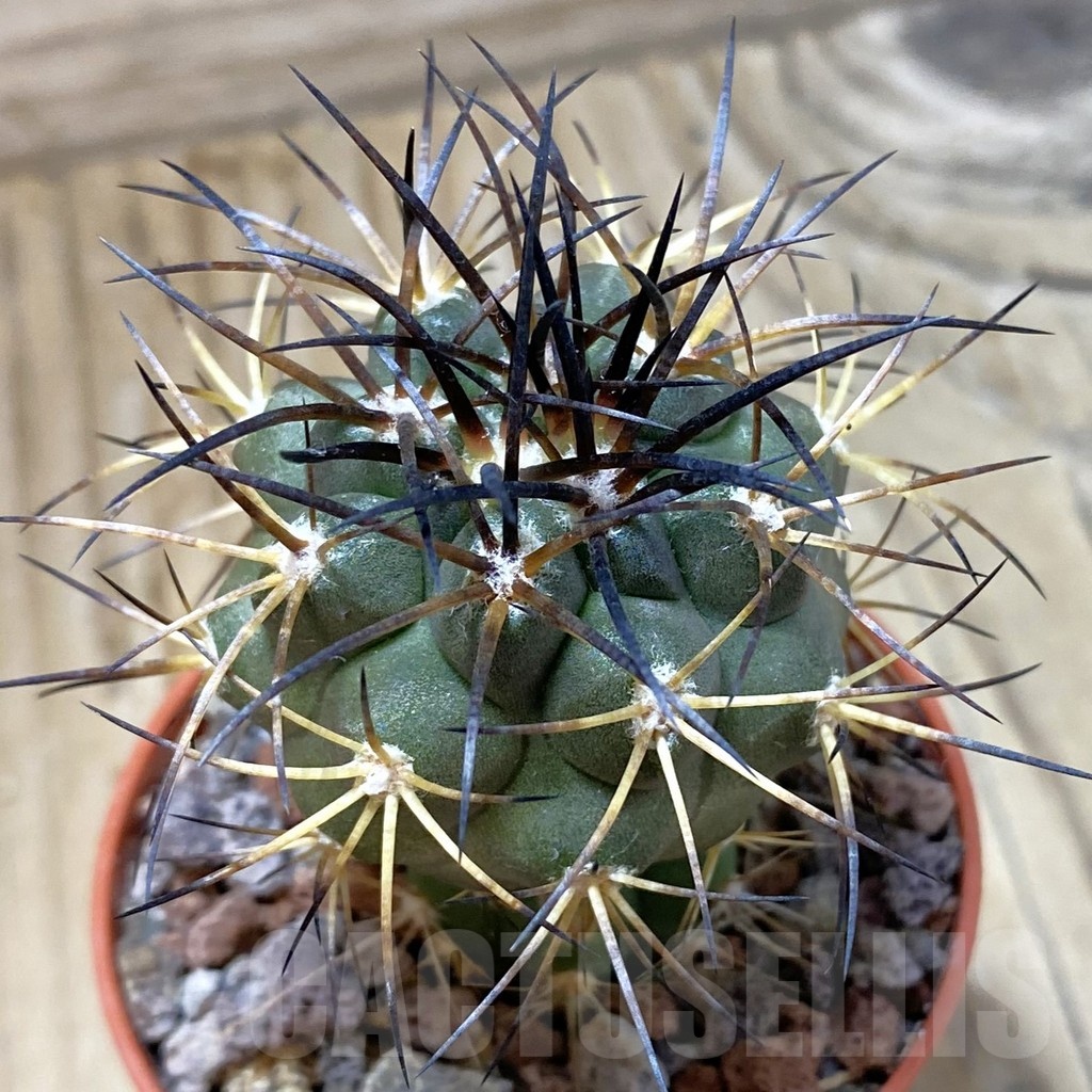 SH22049 Copiapoa schulziana SL 12-24, grafted