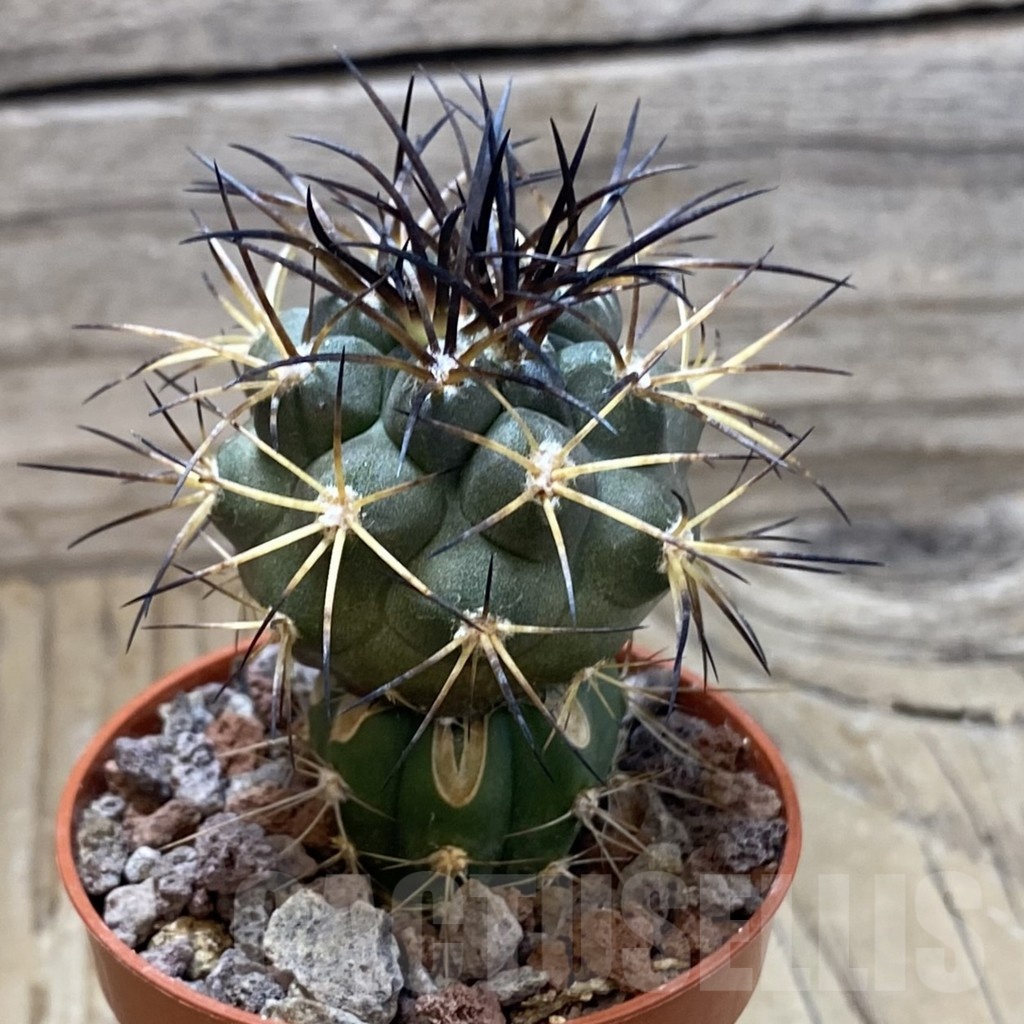 SH22049 Copiapoa schulziana SL 12-24, grafted - Image 2