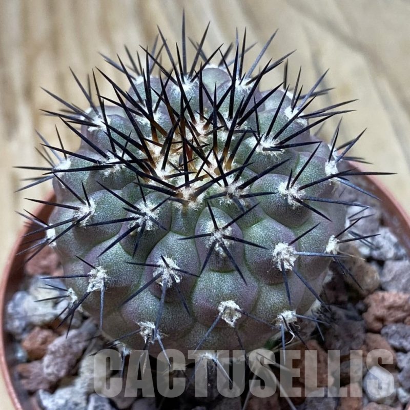 SH22050 Copiapoa longistaminea ‘Tigrillensis’, grafted