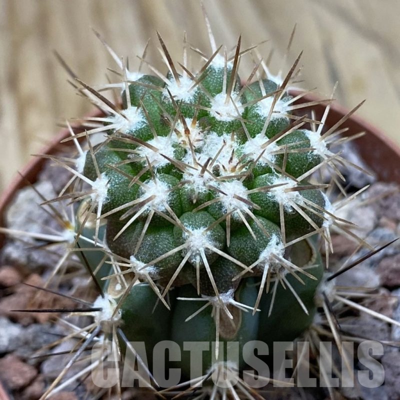 SH22051 Copiapoa cinerascens GH 2211, grafted