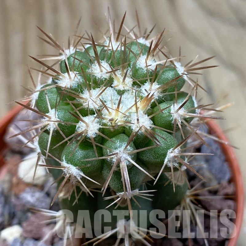 SH22052 Copiapoa cinerascens HR 1135, grafted