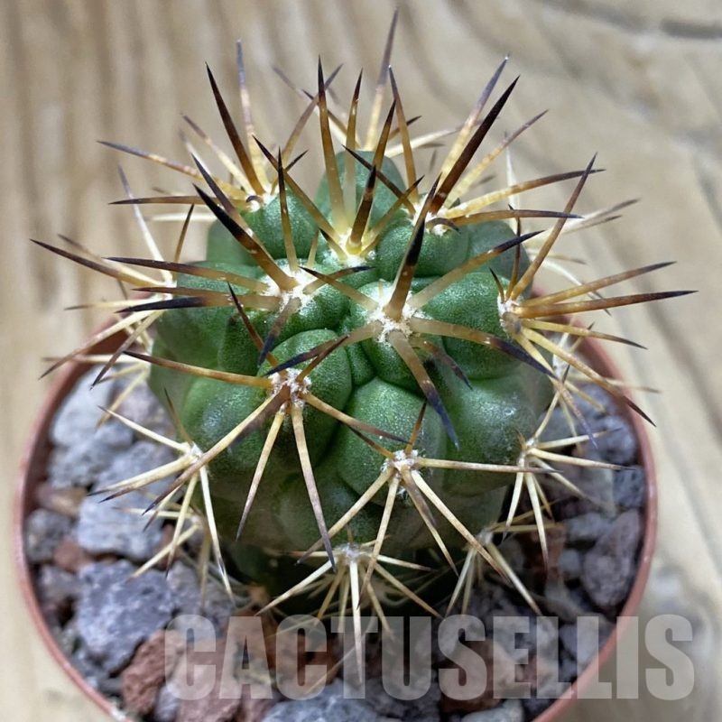 SH22053 Copiapoa alticostata SI-50-24, grafted