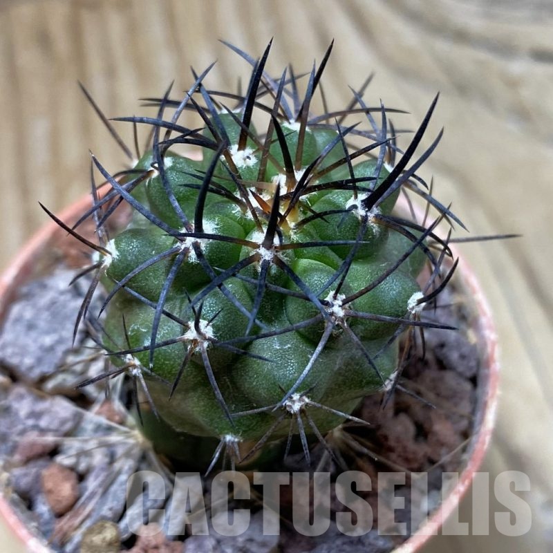 SH22054 Copiapoa alticostata SI-50-24, grafted
