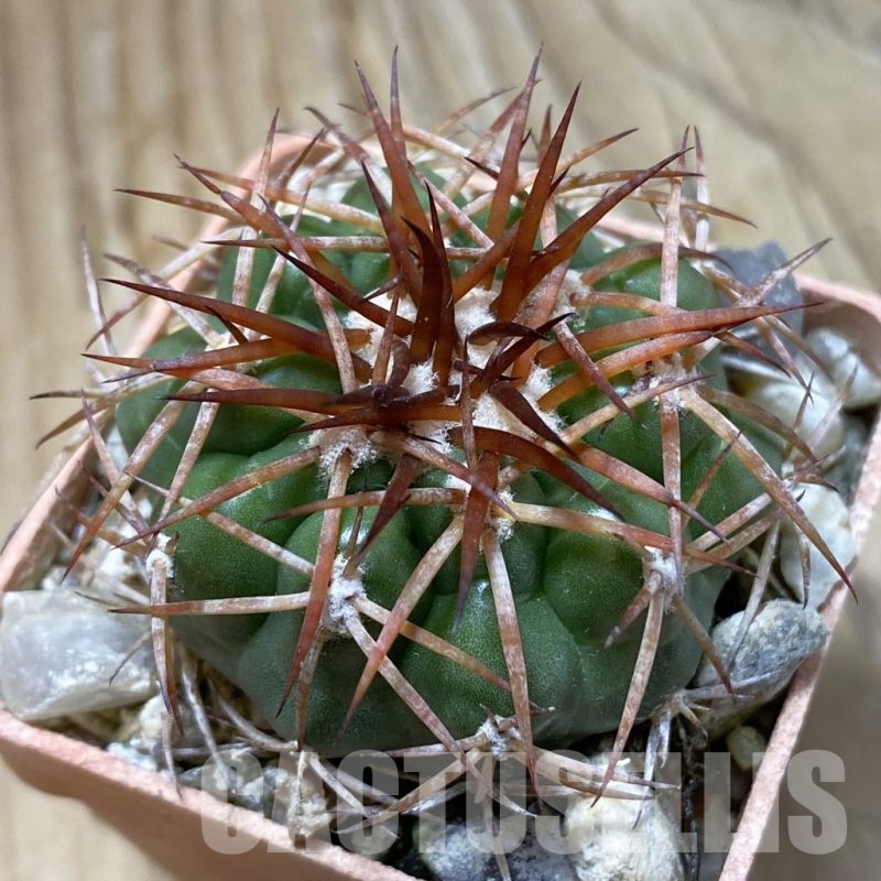 SH22056 Discocactus cangaensis MH886, own roots