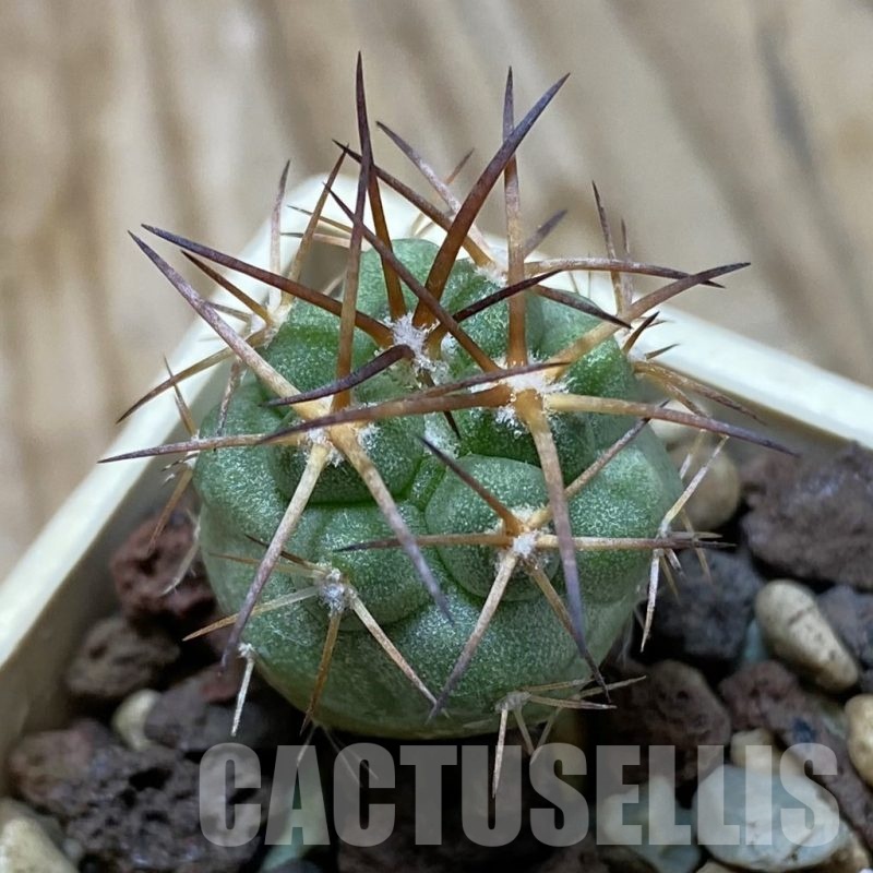 SH22033 Copiapoa schulziana GCG 15210