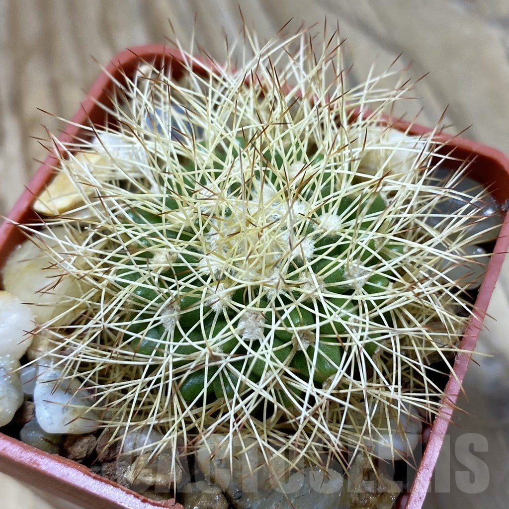 SH22057 Discocactus horstiorum MH 738, own roots