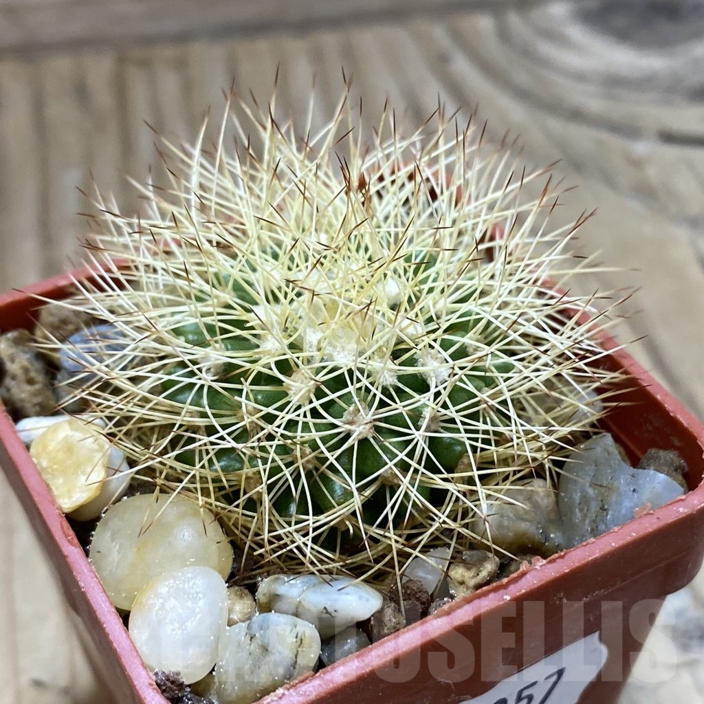 SH22057 Discocactus horstiorum MH 738, own roots - Image 2