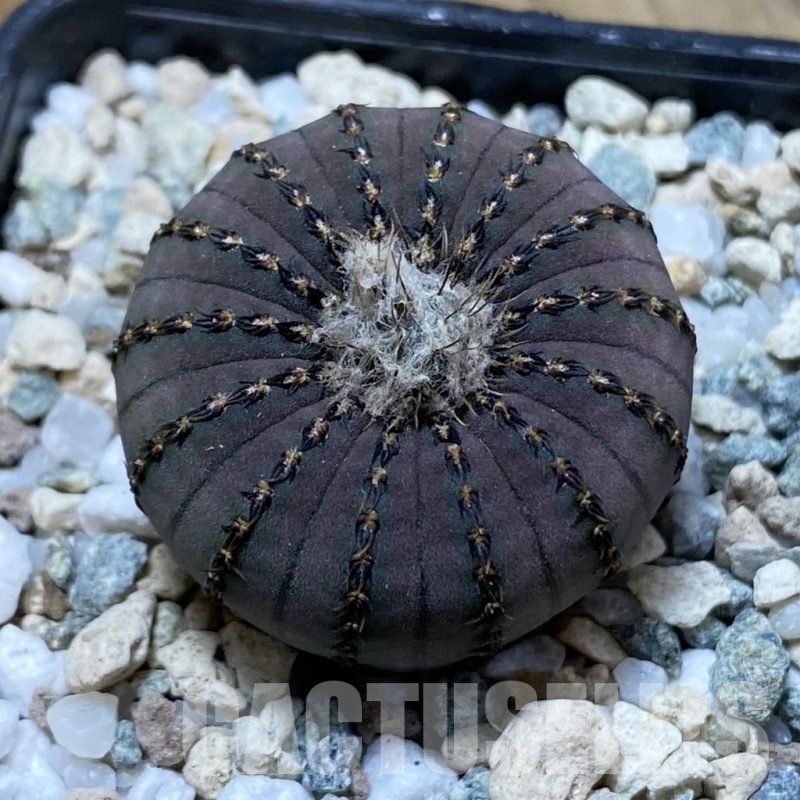 SH22061 Frailea asterioides