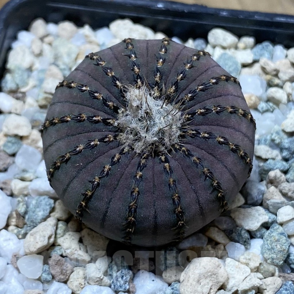 SH22061 Frailea asterioides