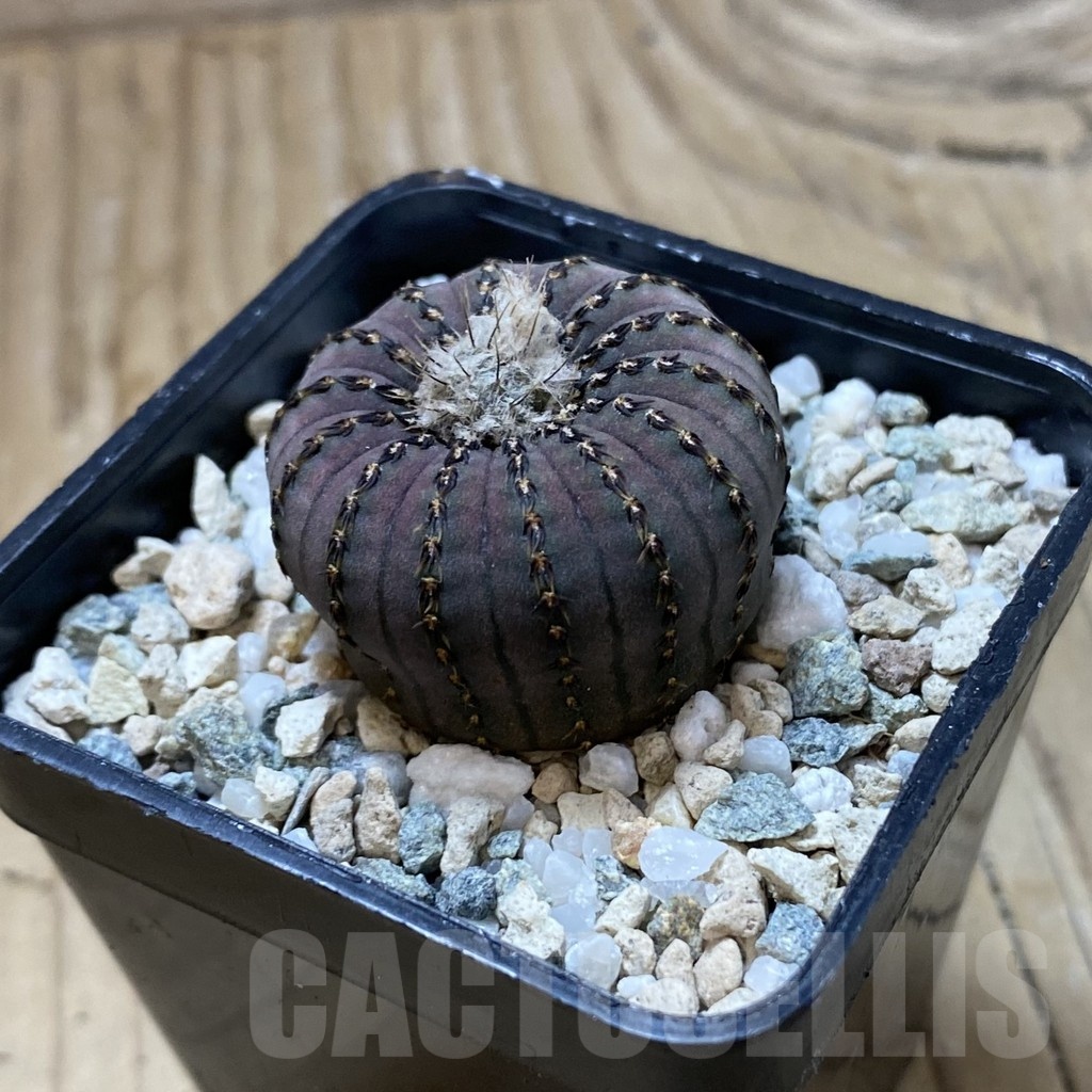 SH22061 Frailea asterioides - Image 2