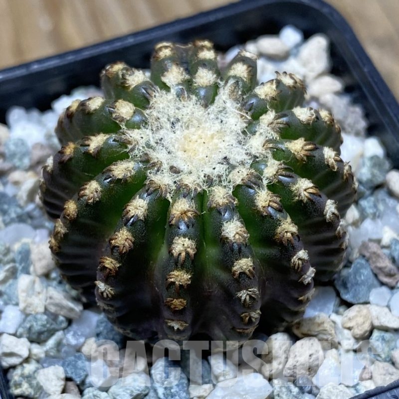 SH22062 Discocactus horstii