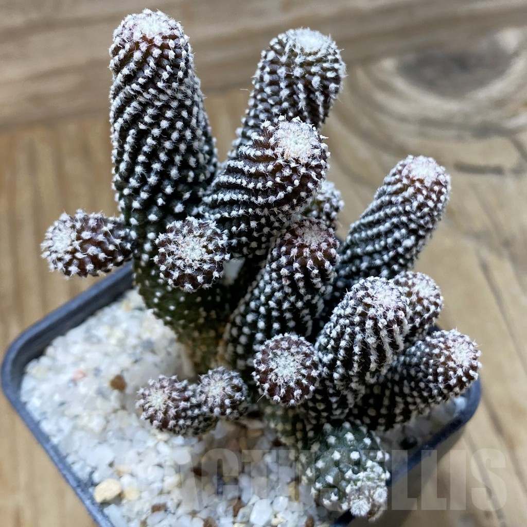 SH22063 Copiapoa tenuissima f. monstrosa