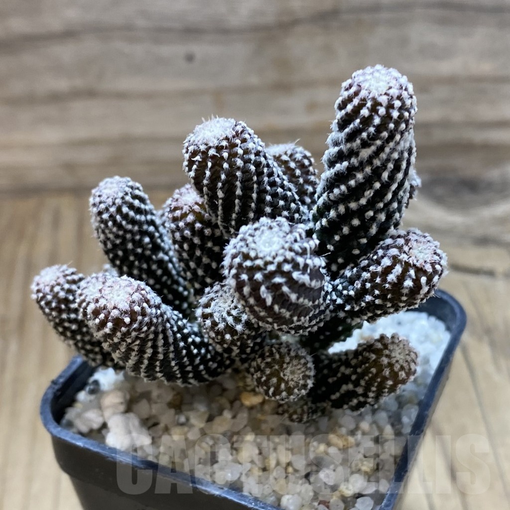 SH22063 Copiapoa tenuissima f. monstrosa - Image 2