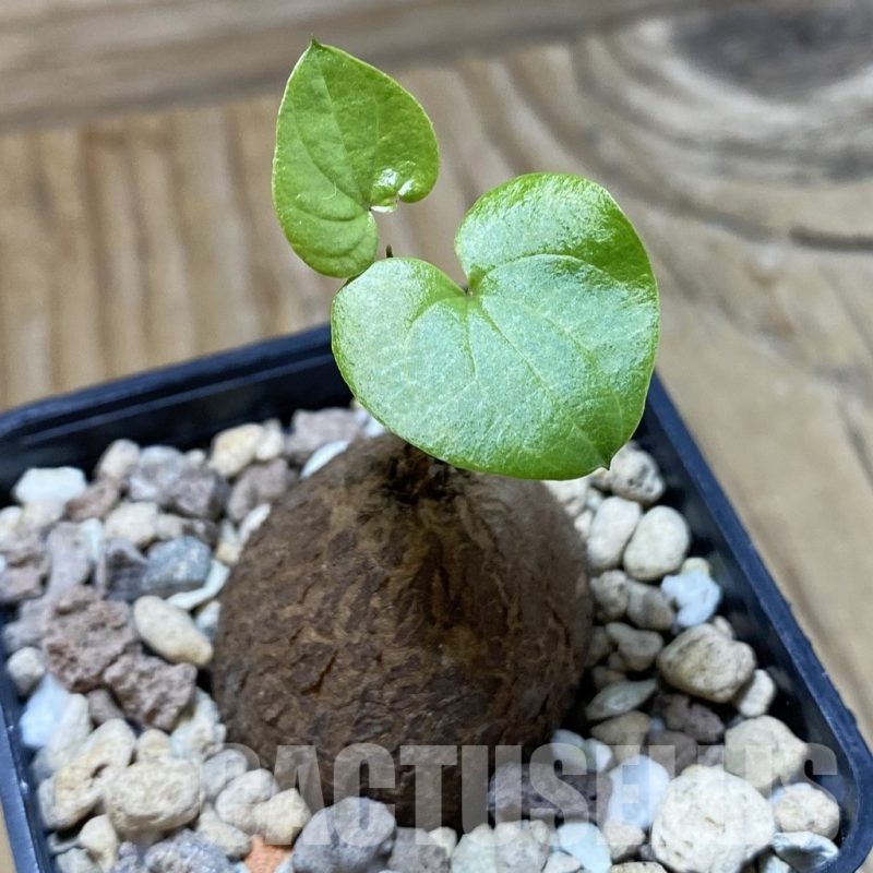 SH22198 Dioscorea elephantipes, seedling