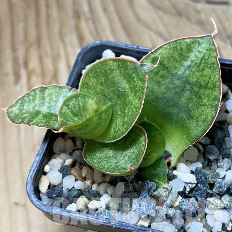 SH22200 Sansevieria ‘Apollo’