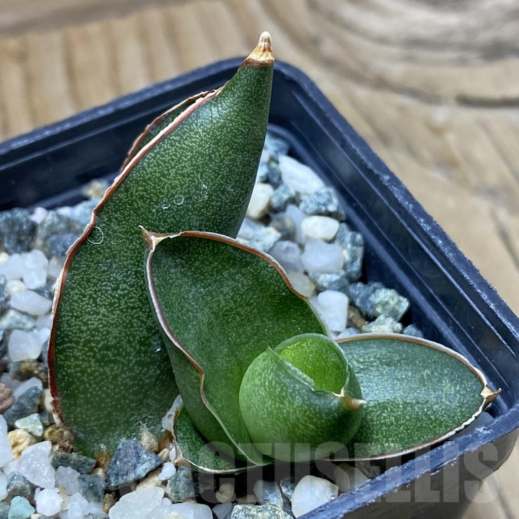 SH22201 Sansevieria ‘Konichiwa’