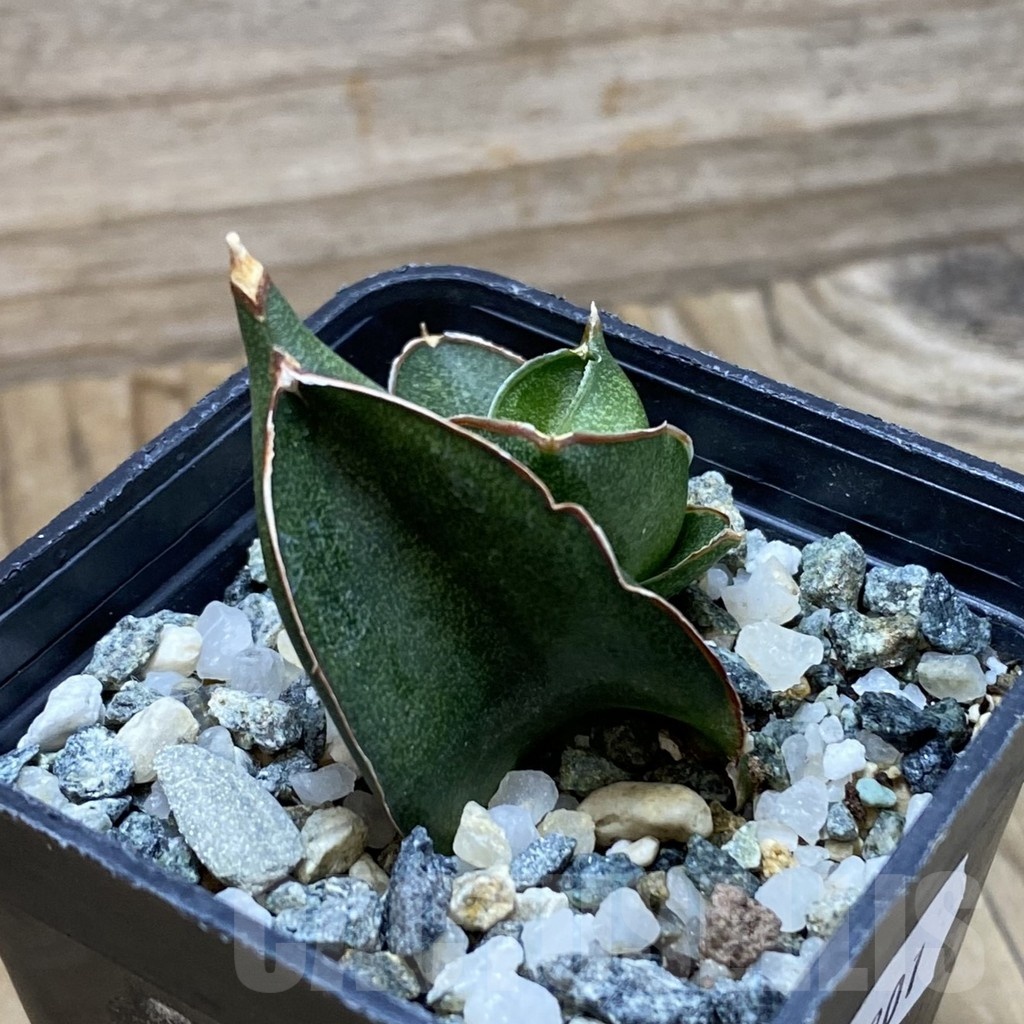 SH22201 Sansevieria ‘Konichiwa’ - Image 2