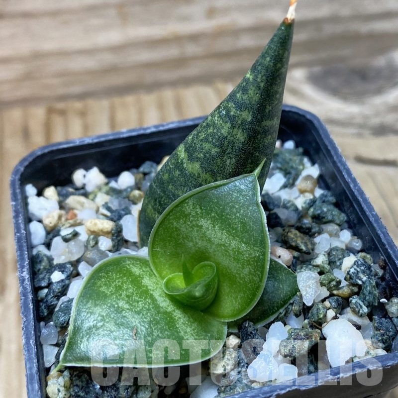 SH22202 Sansevieria ‘Black Diamond’