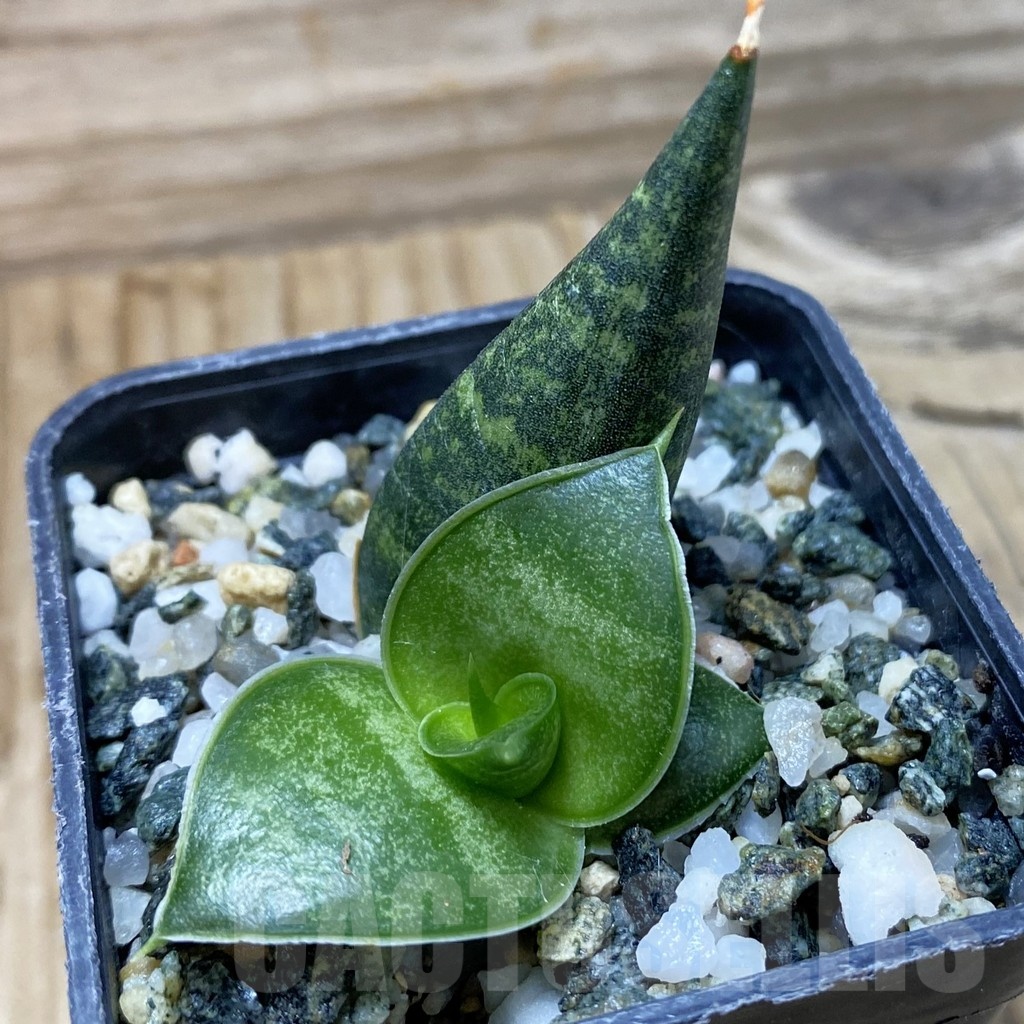 SH22202 Sansevieria ‘Black Diamond’