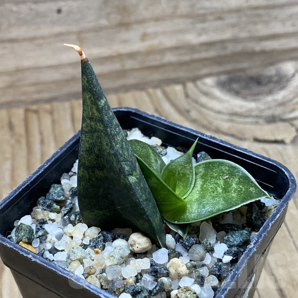 SH22202 Sansevieria ‘Black Diamond’ - Image 2