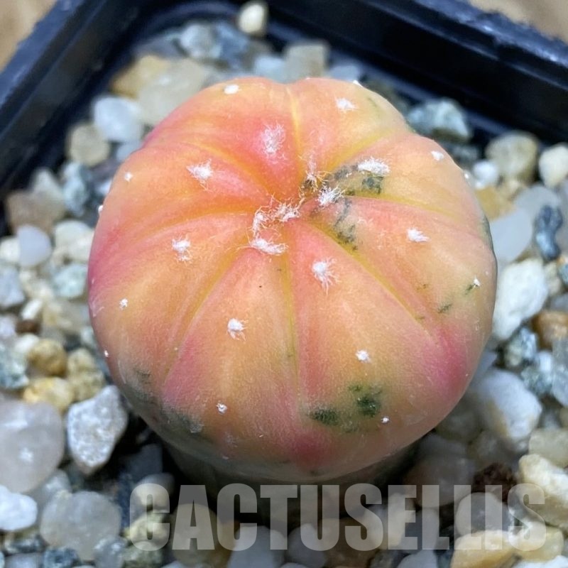 SH22209 Astrophytum asterias ‘Red Purple Skin’ f. variegata