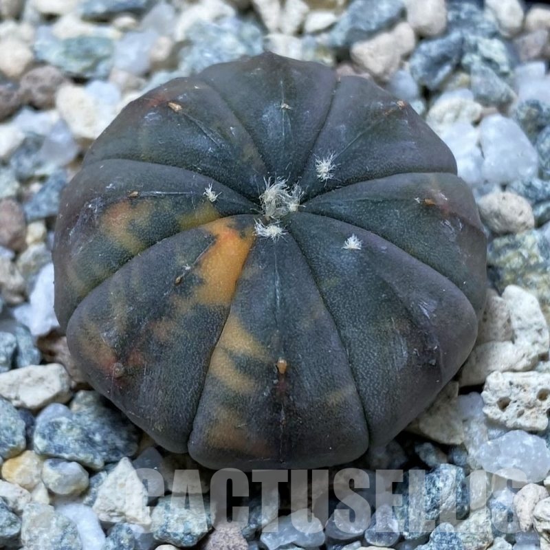 SH22210 Astrophytum asterias ‘Red Purple Skin’ f. variegata