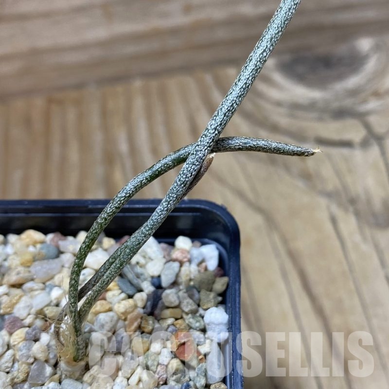 SH22169 Astrophytum caput-medusae, seedling