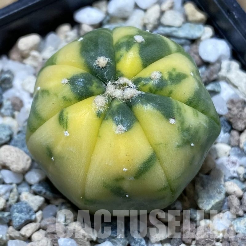 SH22211 Astrophytum asterias f. variegata