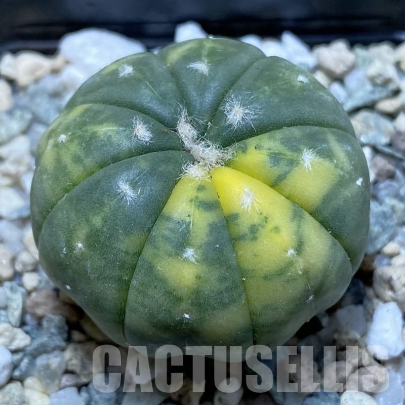SH22212 Astrophytum asterias f. variegata