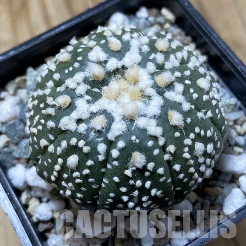 SH22213 Astrophytum asterias ‘Hanazono’