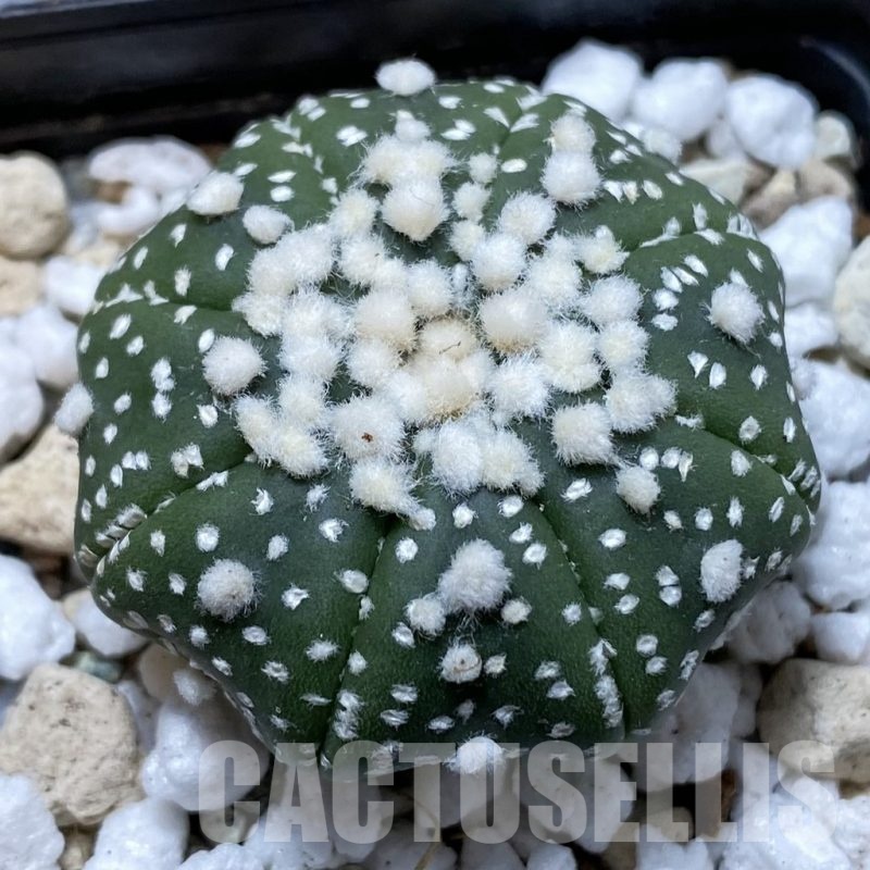 SH22214 Astrophytum asterias ‘Hanazono’