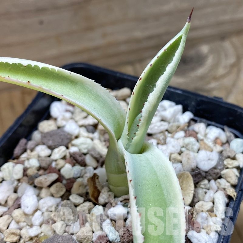 SH22215 Agave potatorum f. variegata