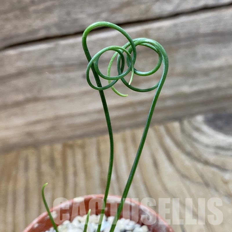 SH22216 Albuca spiralis