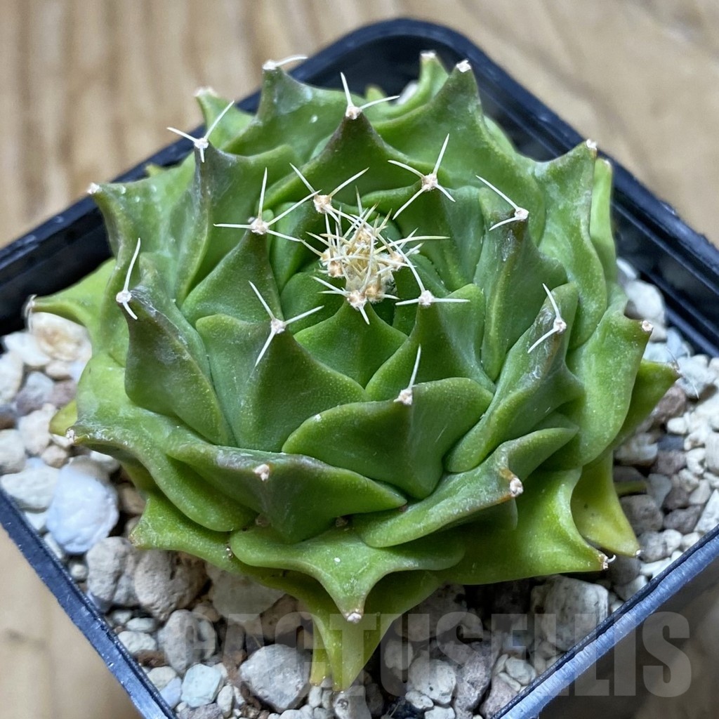 SH22218 Obregonia denegrii