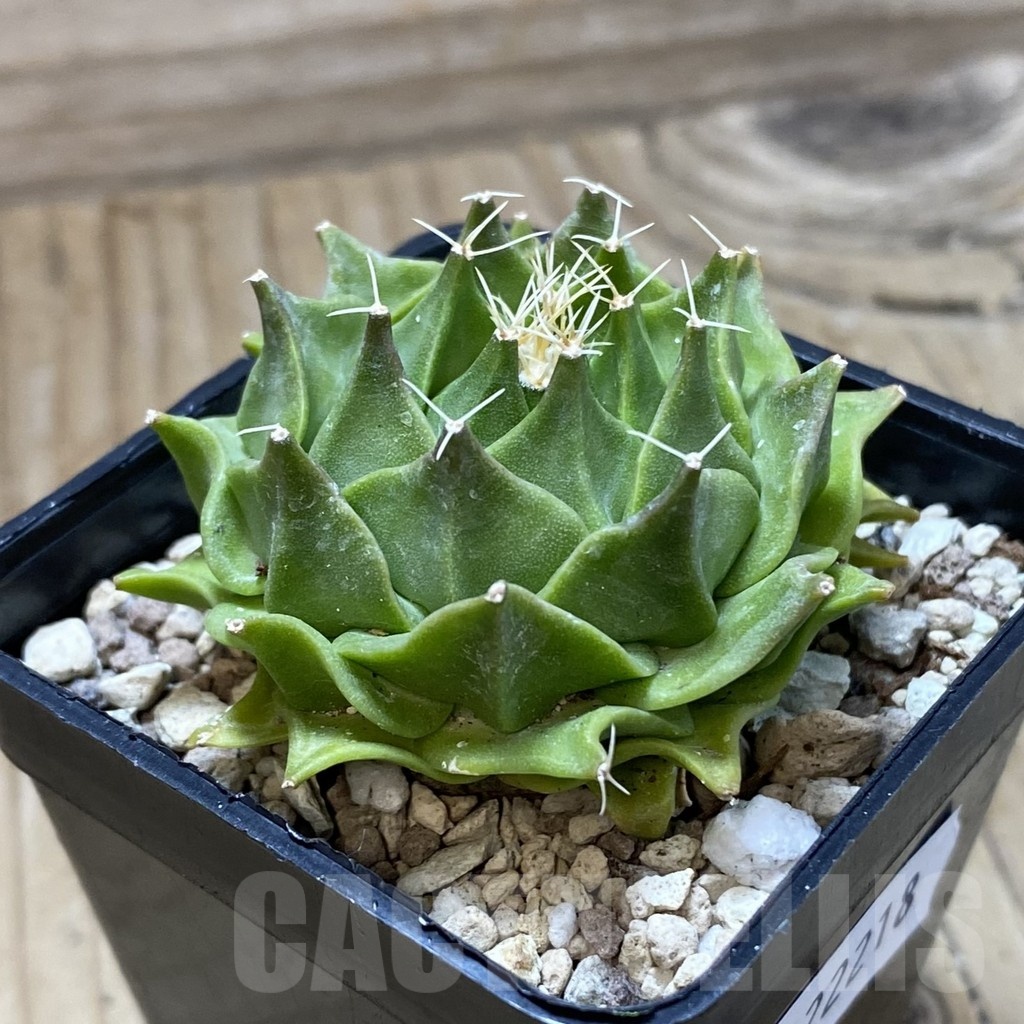 SH22218 Obregonia denegrii - immagine 2