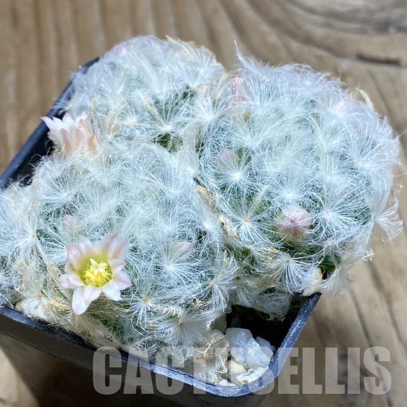 SH22219 Mammillaria plumosa