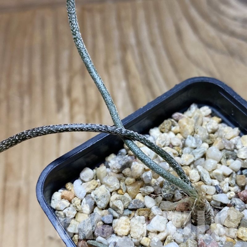 SH22170 Astrophytum caput-medusae, seedling