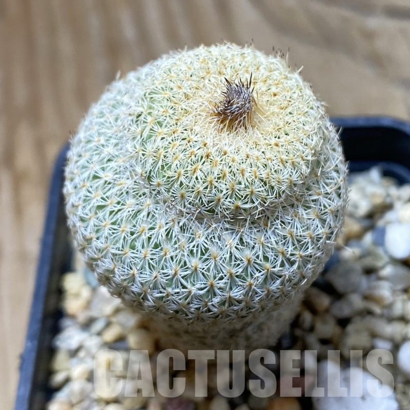 SH22221 Epithelantha micromeris