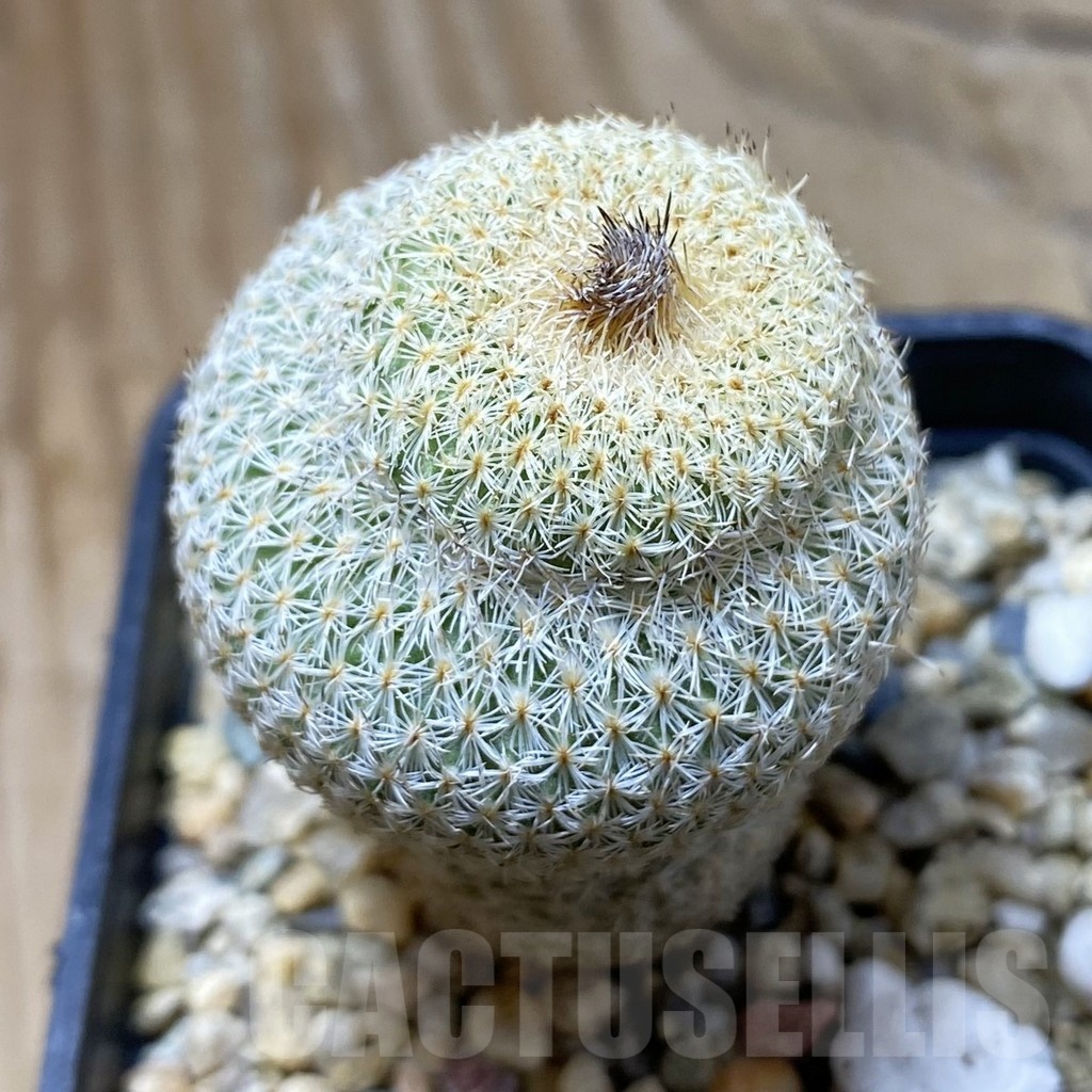 SH22221 Epithelantha micromeris