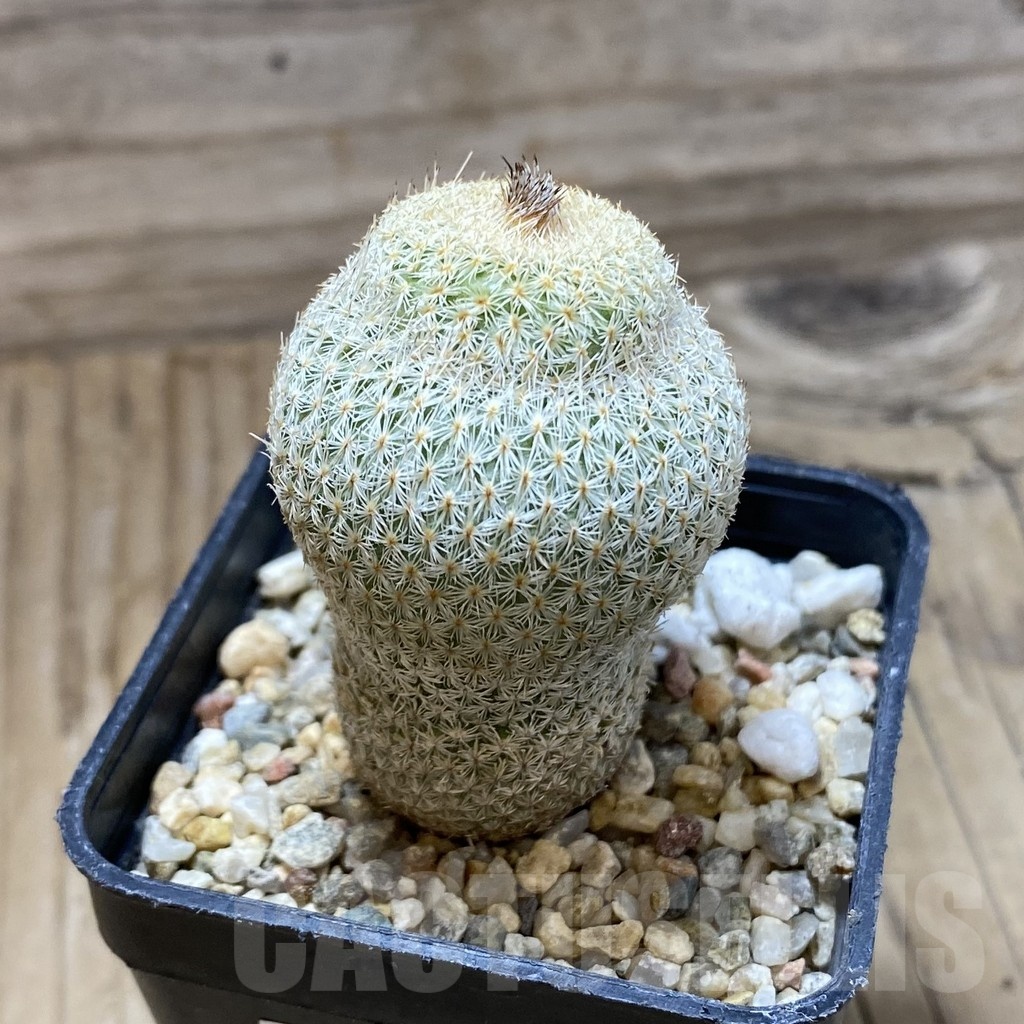 SH22221 Epithelantha micromeris - Image 2