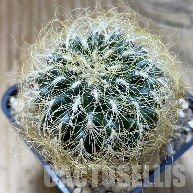 SH22224 Sulcorebutia patriciae