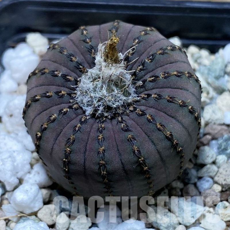 SH22226 Frailea asterioides