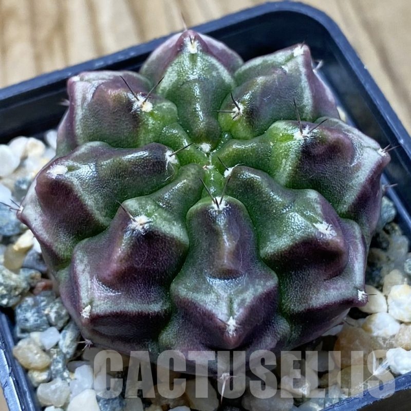 SH22227 Gymnocalycium mihanovichii 'Day Dream', seedling
