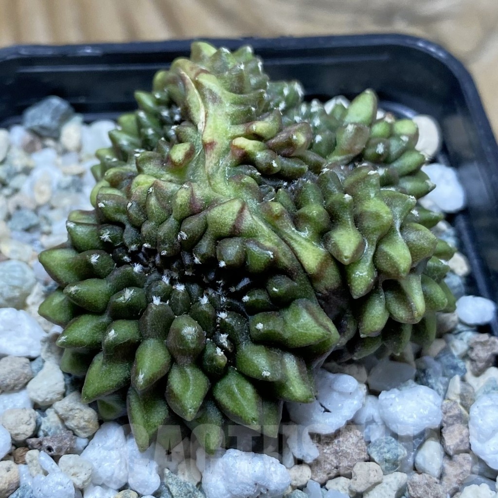 SH22228 Gymnocalycium mihanovichii ‘inermis’ f. cristata - Image 2