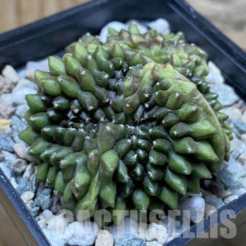 SH22228 Gymnocalycium mihanovichii ‘inermis’ f. cristata