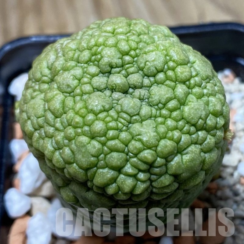 SH22165 Pseudolithos migiurtinus