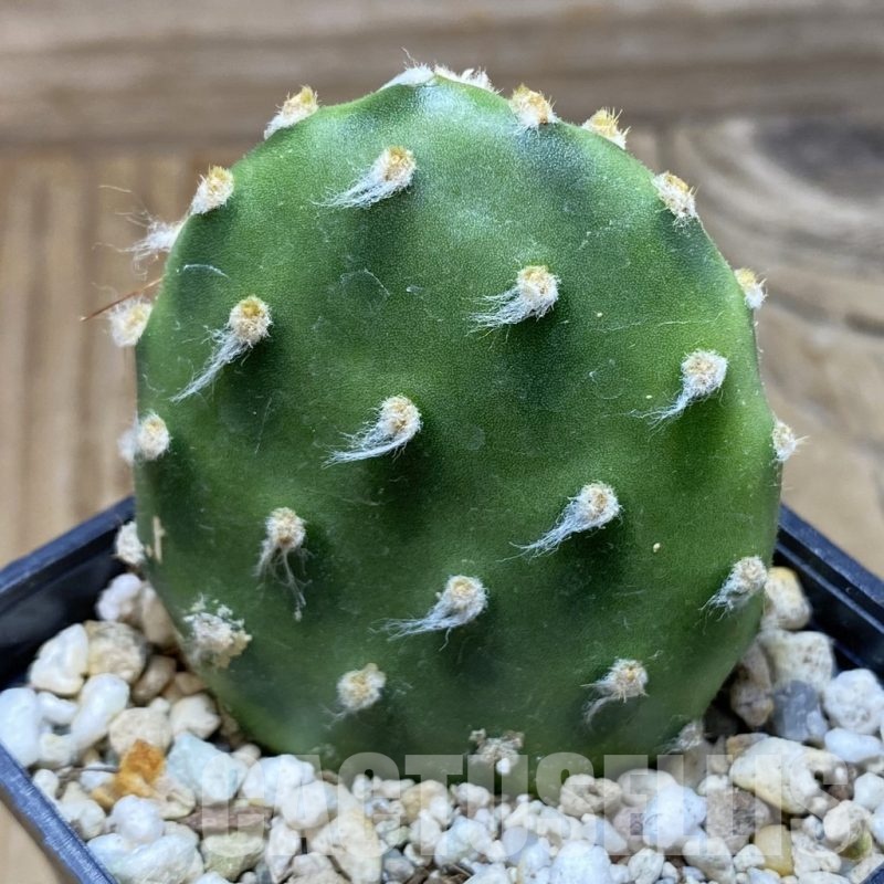 SH22231 Opuntia decumbens