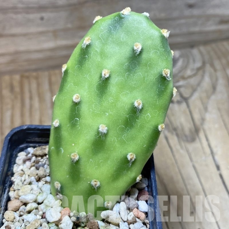 SH22232 Opuntia decumbens