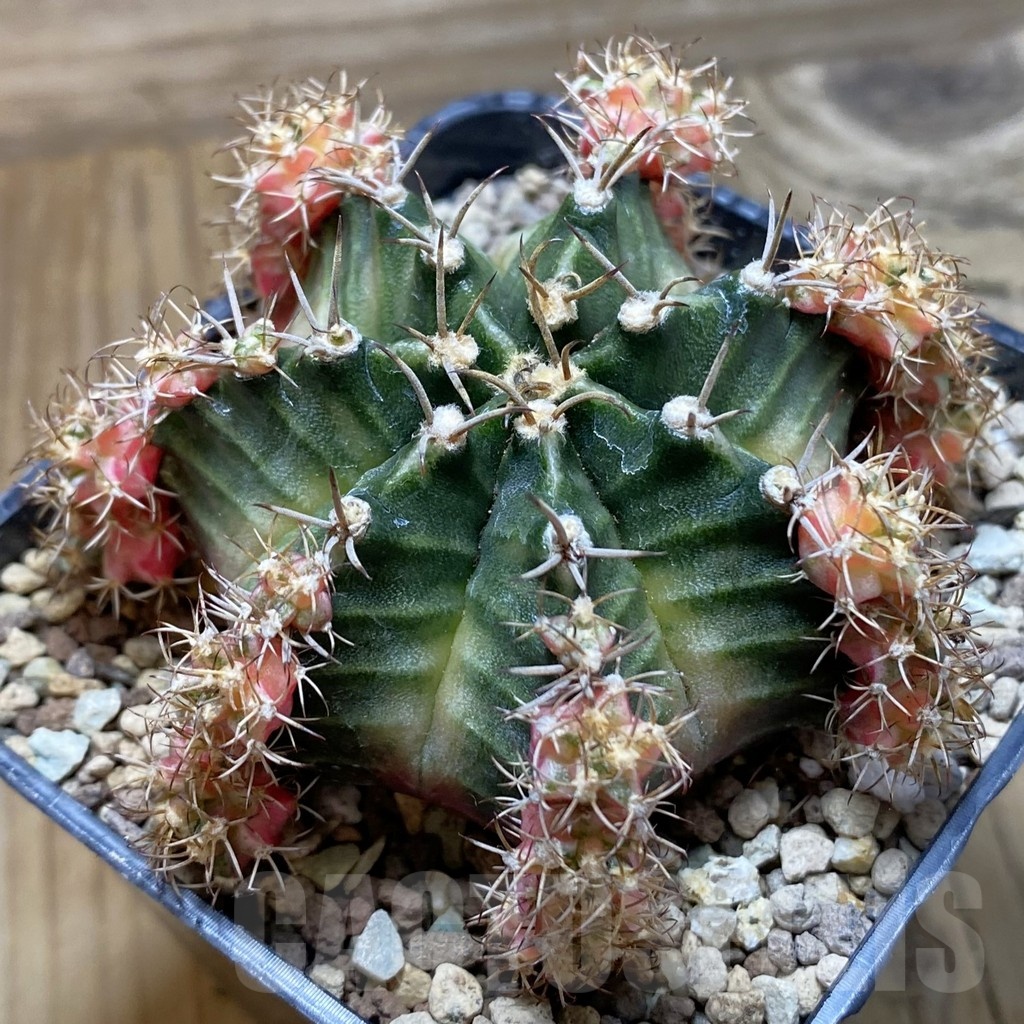 SH22172 Gymnocalycium mihanovichii ‘Bubble Gum’